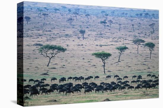 Wildebeest in Masai Mara National Reserve-Paul Souders-Stretched Canvas