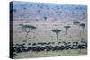 Wildebeest in Masai Mara National Reserve-Paul Souders-Stretched Canvas