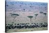 Wildebeest in Masai Mara National Reserve-Paul Souders-Stretched Canvas