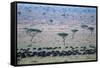 Wildebeest in Masai Mara National Reserve-Paul Souders-Framed Stretched Canvas