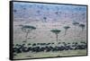 Wildebeest in Masai Mara National Reserve-Paul Souders-Framed Stretched Canvas