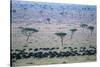 Wildebeest in Masai Mara National Reserve-Paul Souders-Stretched Canvas