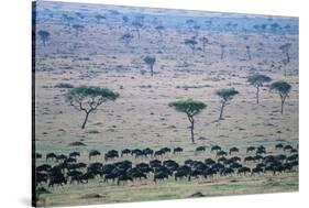 Wildebeest in Masai Mara National Reserve-Paul Souders-Stretched Canvas