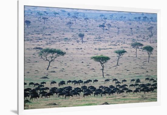 Wildebeest in Masai Mara National Reserve-Paul Souders-Framed Photographic Print