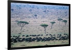 Wildebeest in Masai Mara National Reserve-Paul Souders-Framed Photographic Print