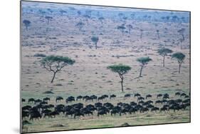 Wildebeest in Masai Mara National Reserve-Paul Souders-Mounted Photographic Print