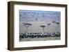 Wildebeest in Masai Mara National Reserve-Paul Souders-Framed Photographic Print