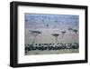 Wildebeest in Masai Mara National Reserve-Paul Souders-Framed Photographic Print