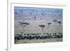 Wildebeest in Masai Mara National Reserve-Paul Souders-Framed Photographic Print