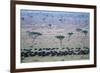 Wildebeest in Masai Mara National Reserve-Paul Souders-Framed Photographic Print