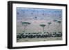 Wildebeest in Masai Mara National Reserve-Paul Souders-Framed Photographic Print