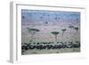 Wildebeest in Masai Mara National Reserve-Paul Souders-Framed Photographic Print