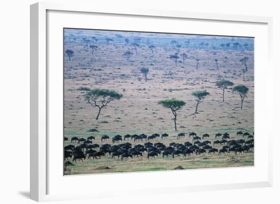 Wildebeest in Masai Mara National Reserve-Paul Souders-Framed Photographic Print
