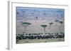 Wildebeest in Masai Mara National Reserve-Paul Souders-Framed Photographic Print