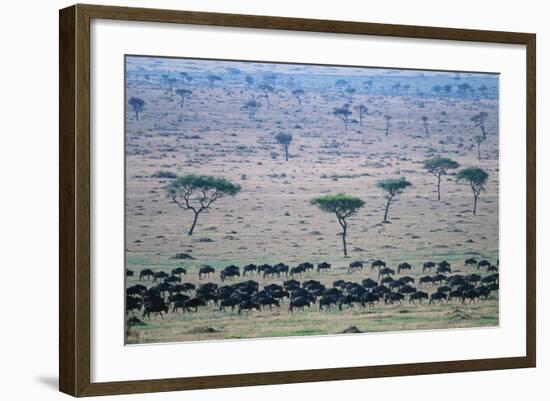 Wildebeest in Masai Mara National Reserve-Paul Souders-Framed Photographic Print