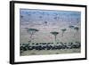 Wildebeest in Masai Mara National Reserve-Paul Souders-Framed Photographic Print