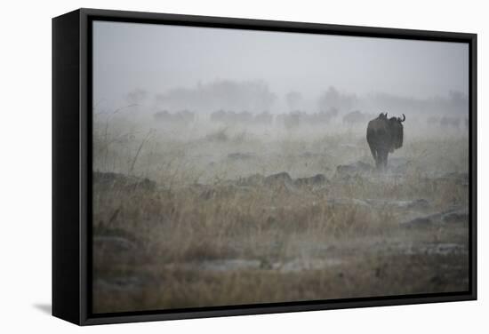 Wildebeest in Rain Storm in Masai Mara National Reserve-Paul Souders-Framed Stretched Canvas