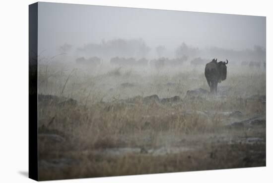 Wildebeest in Rain Storm in Masai Mara National Reserve-Paul Souders-Stretched Canvas