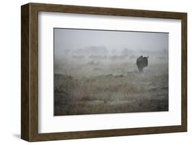 Wildebeest in Rain Storm in Masai Mara National Reserve-Paul Souders-Framed Photographic Print