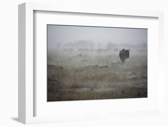 Wildebeest in Rain Storm in Masai Mara National Reserve-Paul Souders-Framed Photographic Print