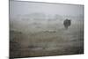 Wildebeest in Rain Storm in Masai Mara National Reserve-Paul Souders-Mounted Photographic Print