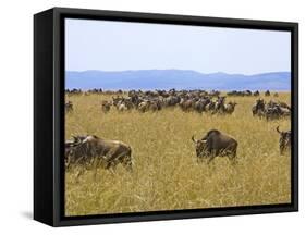 Wildebeest in the Maasai Mara, Kenya-Joe Restuccia III-Framed Stretched Canvas