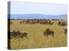 Wildebeest in the Maasai Mara, Kenya-Joe Restuccia III-Stretched Canvas