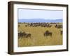 Wildebeest in the Maasai Mara, Kenya-Joe Restuccia III-Framed Photographic Print