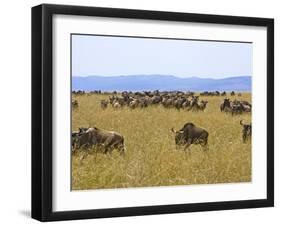 Wildebeest in the Maasai Mara, Kenya-Joe Restuccia III-Framed Photographic Print