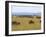 Wildebeest in the Maasai Mara, Kenya-Joe Restuccia III-Framed Photographic Print