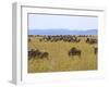 Wildebeest in the Maasai Mara, Kenya-Joe Restuccia III-Framed Photographic Print