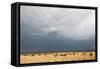 Wildebeest, Masai Mara, Kenya-Sergio Pitamitz-Framed Stretched Canvas