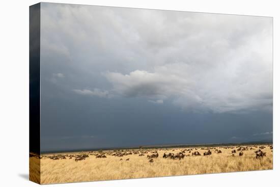 Wildebeest, Masai Mara, Kenya-Sergio Pitamitz-Stretched Canvas