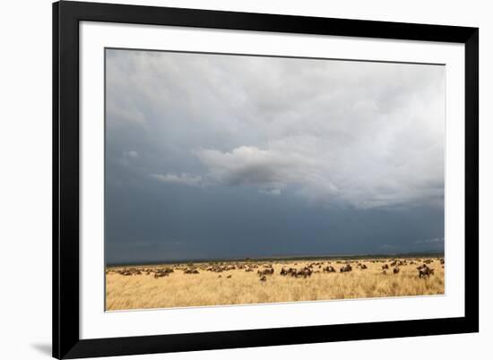 Wildebeest, Masai Mara, Kenya-Sergio Pitamitz-Framed Photographic Print