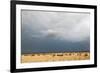 Wildebeest, Masai Mara, Kenya-Sergio Pitamitz-Framed Photographic Print