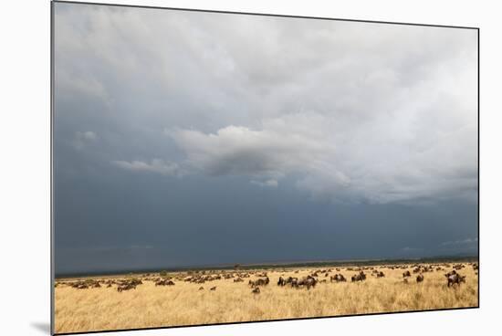 Wildebeest, Masai Mara, Kenya-Sergio Pitamitz-Mounted Photographic Print