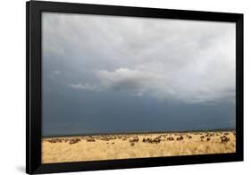 Wildebeest, Masai Mara, Kenya-Sergio Pitamitz-Framed Photographic Print