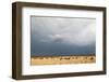 Wildebeest, Masai Mara, Kenya-Sergio Pitamitz-Framed Photographic Print