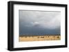 Wildebeest, Masai Mara, Kenya-Sergio Pitamitz-Framed Photographic Print