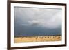 Wildebeest, Masai Mara, Kenya-Sergio Pitamitz-Framed Premium Photographic Print