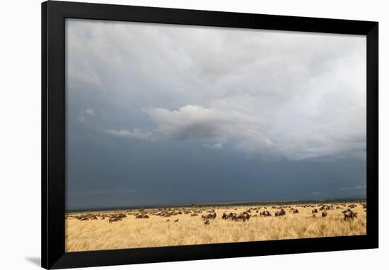 Wildebeest, Masai Mara, Kenya-Sergio Pitamitz-Framed Premium Photographic Print