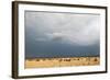 Wildebeest, Masai Mara, Kenya-Sergio Pitamitz-Framed Photographic Print