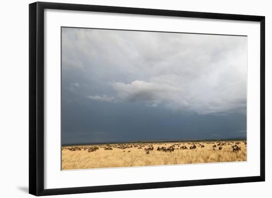 Wildebeest, Masai Mara, Kenya-Sergio Pitamitz-Framed Photographic Print