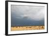 Wildebeest, Masai Mara, Kenya-Sergio Pitamitz-Framed Photographic Print