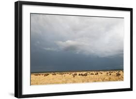 Wildebeest, Masai Mara, Kenya-Sergio Pitamitz-Framed Photographic Print