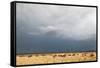 Wildebeest, Masai Mara, Kenya-Sergio Pitamitz-Framed Stretched Canvas