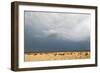 Wildebeest, Masai Mara, Kenya-Sergio Pitamitz-Framed Photographic Print