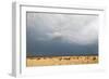 Wildebeest, Masai Mara, Kenya-Sergio Pitamitz-Framed Photographic Print