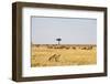 Wildebeest, Masai Mara, Kenya-Sergio Pitamitz-Framed Photographic Print