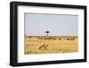 Wildebeest, Masai Mara, Kenya-Sergio Pitamitz-Framed Photographic Print